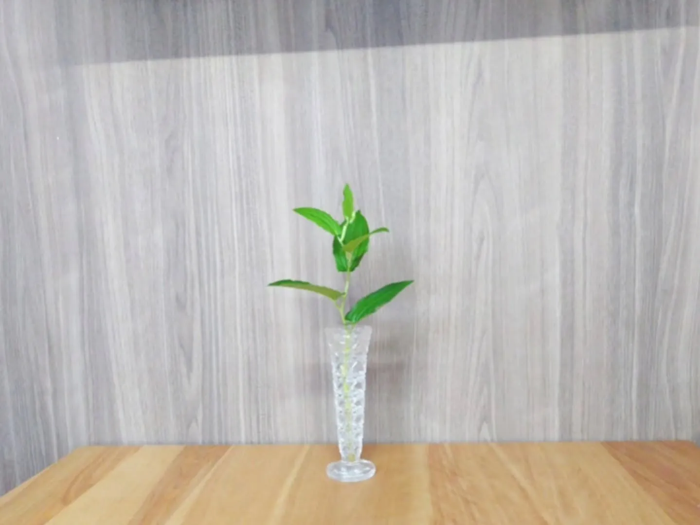 打合せ室のテーブルに季節の花、ハンゲショウです。