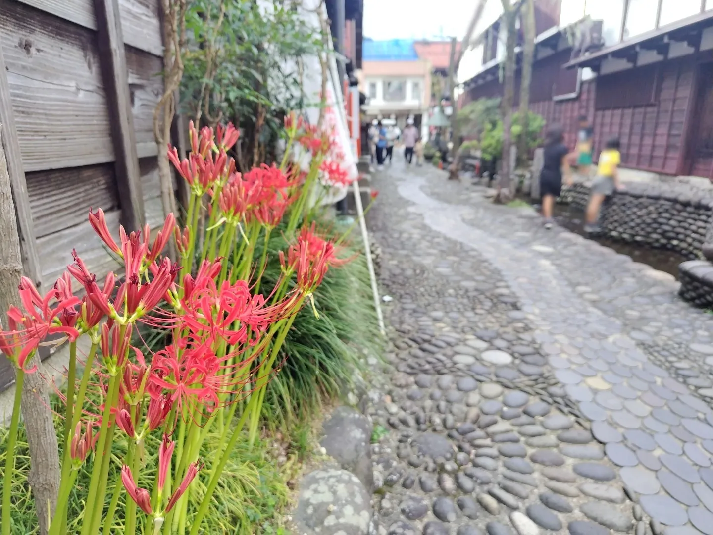 秋の訪れを告げるヒガンバナは、その美しい立ち姿と鮮やかな赤が...