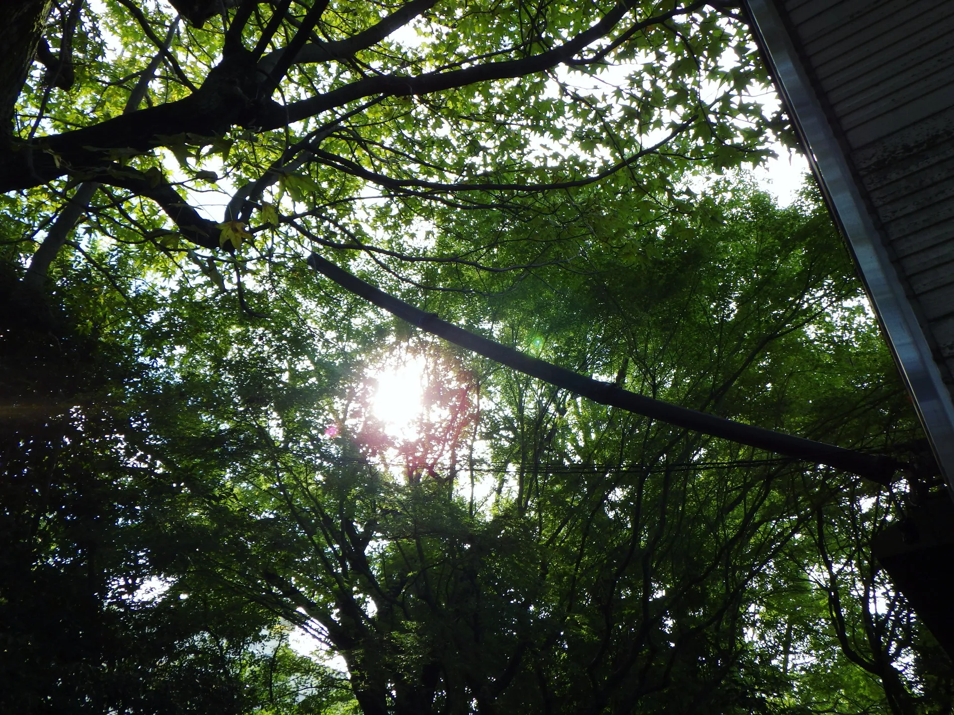 新たに取り組むことになりましたプロジェクトは、自然に囲まれた...